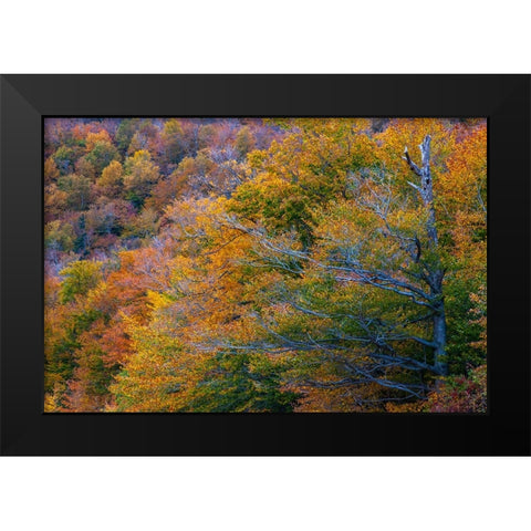USA-New Hampshire-New England Fall colors on hillsides along highway 16 north of Jackson Black Modern Wood Framed Art Print by Gulin, Sylvia