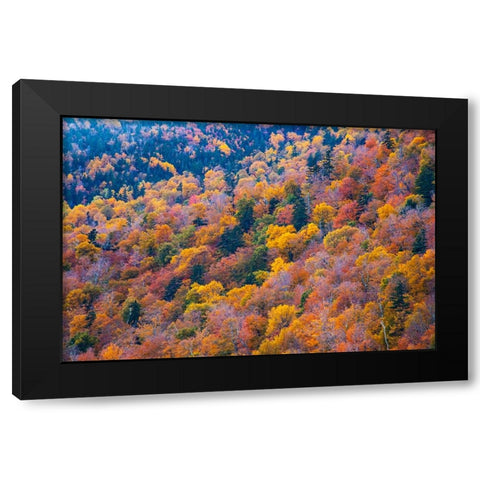 USA-New Hampshire-New England Fall colors on hillsides along highway 16 north of Jackson Black Modern Wood Framed Art Print by Gulin, Sylvia