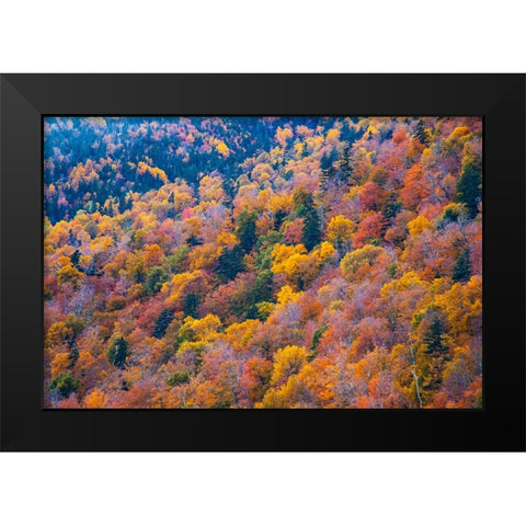 USA-New Hampshire-New England Fall colors on hillsides along highway 16 north of Jackson Black Modern Wood Framed Art Print by Gulin, Sylvia