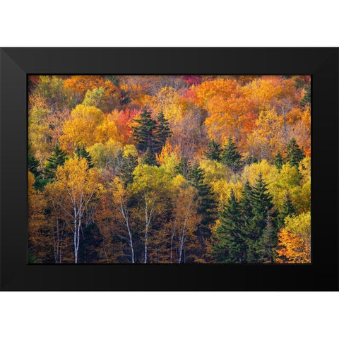 USA-New Hampshire just north of Jackson on highway 16 with the hillside covered in Autumns colors Black Modern Wood Framed Art Print by Gulin, Sylvia