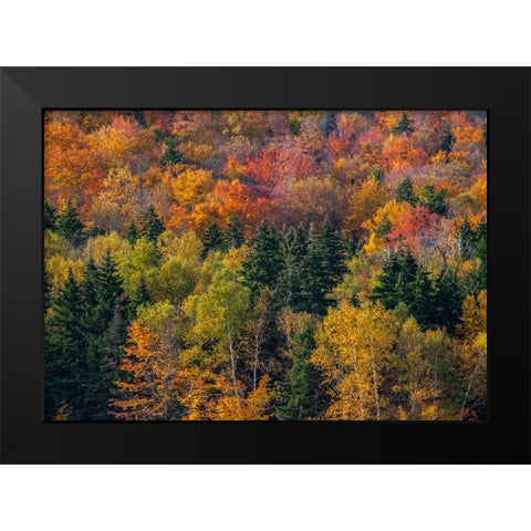 USA-New Hampshire just north of Jackson on highway 16 with the hillside covered in Autumns colors Black Modern Wood Framed Art Print by Gulin, Sylvia