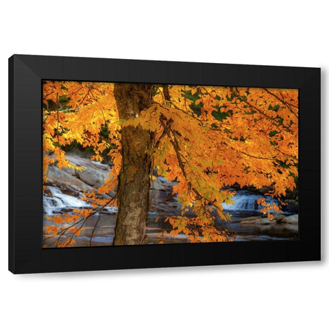 USA-New Hampshire-Jackson-Jackson Falls with American Beech in full Autumn color display Black Modern Wood Framed Art Print with Double Matting by Gulin, Sylvia
