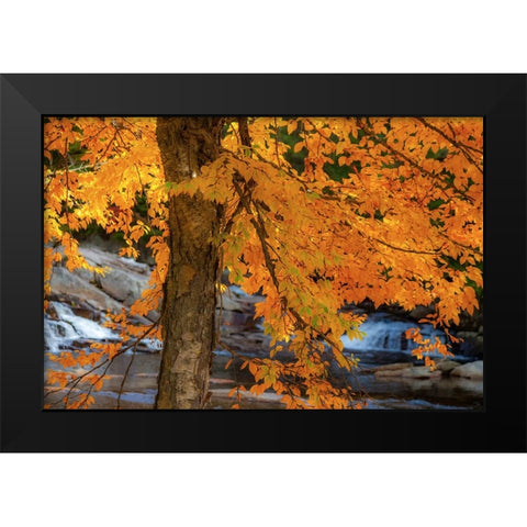 USA-New Hampshire-Jackson-Jackson Falls with American Beech in full Autumn color display Black Modern Wood Framed Art Print by Gulin, Sylvia