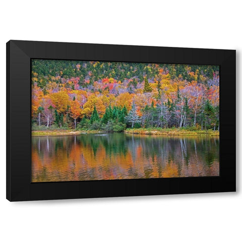 USA-New Hampshire-New England Fall colors reflected in the waters of the Saco River Crawford Notch  Black Modern Wood Framed Art Print with Double Matting by Gulin, Sylvia