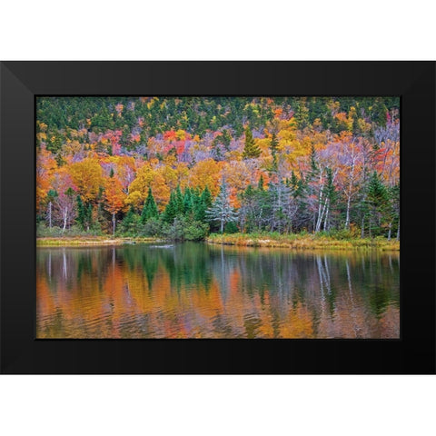 USA-New Hampshire-New England Fall colors reflected in the waters of the Saco River Crawford Notch  Black Modern Wood Framed Art Print by Gulin, Sylvia