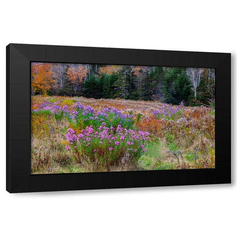 USA-New Hampshire-New England field off of highway 302 with Autumn daisies and hillside backdrop wi Black Modern Wood Framed Art Print with Double Matting by Gulin, Sylvia