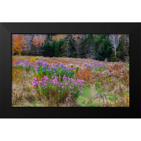 USA-New Hampshire-New England field off of highway 302 with Autumn daisies and hillside backdrop wi Black Modern Wood Framed Art Print by Gulin, Sylvia