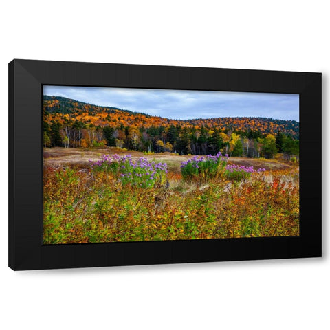 USA-New Hampshire-New England field off of highway 302 with Autumn daisies and hillside backdrop wi Black Modern Wood Framed Art Print with Double Matting by Gulin, Sylvia
