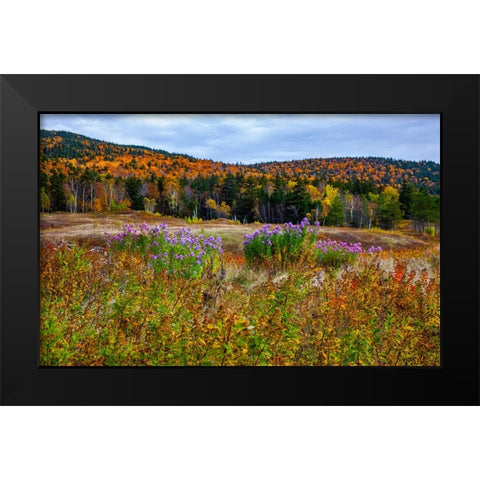 USA-New Hampshire-New England field off of highway 302 with Autumn daisies and hillside backdrop wi Black Modern Wood Framed Art Print by Gulin, Sylvia