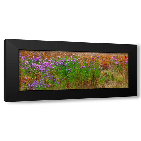 USA-New Hampshire-New England field off of highway 302 with Autumn daisies and hillside backdrop wi Black Modern Wood Framed Art Print with Double Matting by Gulin, Sylvia