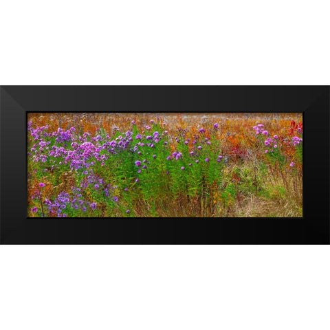 USA-New Hampshire-New England field off of highway 302 with Autumn daisies and hillside backdrop wi Black Modern Wood Framed Art Print by Gulin, Sylvia
