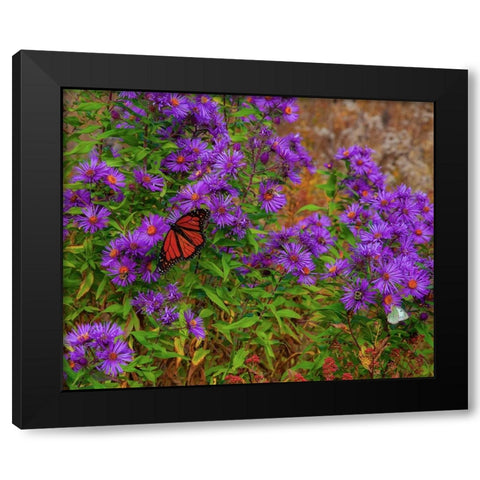 USA-New Hampshire field of daisies with Monarch Butterfly feeding just off of Highway 302 Black Modern Wood Framed Art Print by Gulin, Sylvia
