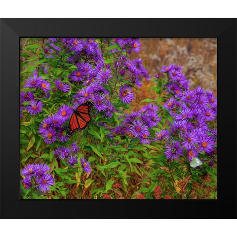 USA-New Hampshire field of daisies with Monarch Butterfly feeding just off of Highway 302 Black Modern Wood Framed Art Print by Gulin, Sylvia