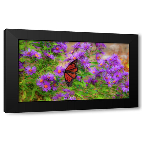 USA-New Hampshire field of daisies with Monarch Butterfly feeding just off of Highway 302 Black Modern Wood Framed Art Print by Gulin, Sylvia