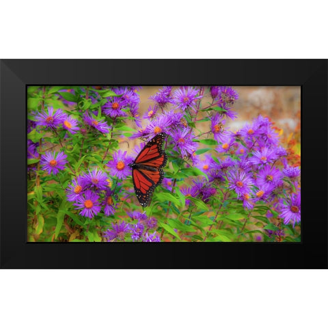 USA-New Hampshire field of daisies with Monarch Butterfly feeding just off of Highway 302 Black Modern Wood Framed Art Print by Gulin, Sylvia