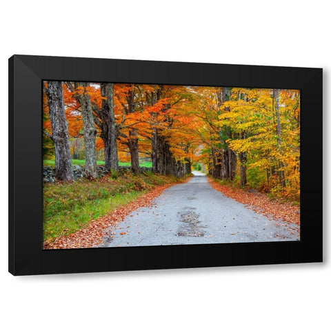 USA-New Hampshire-One lane road lined with Maple trees and stone fence in Autumn Black Modern Wood Framed Art Print by Gulin, Sylvia