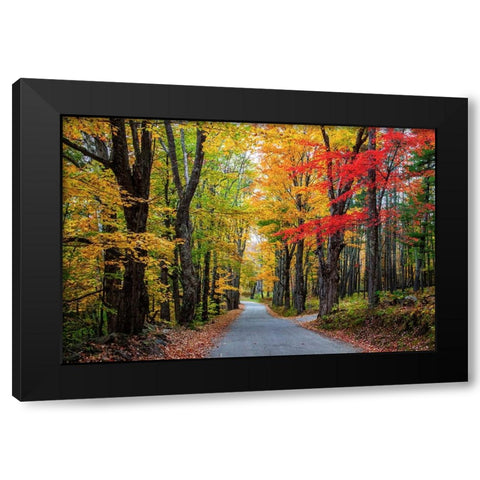 USA-New Hampshire-tree-lined road with maple trees in Fall colors Black Modern Wood Framed Art Print by Gulin, Sylvia