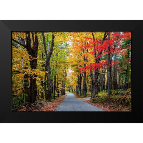 USA-New Hampshire-tree-lined road with maple trees in Fall colors Black Modern Wood Framed Art Print by Gulin, Sylvia
