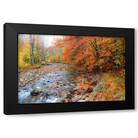 USA-New Hampshire Autumn colors on Maple-Beech trees along the edge of the river Black Modern Wood Framed Art Print with Double Matting by Gulin, Sylvia