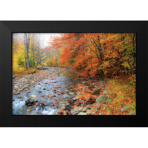 USA-New Hampshire Autumn colors on Maple-Beech trees along the edge of the river Black Modern Wood Framed Art Print by Gulin, Sylvia