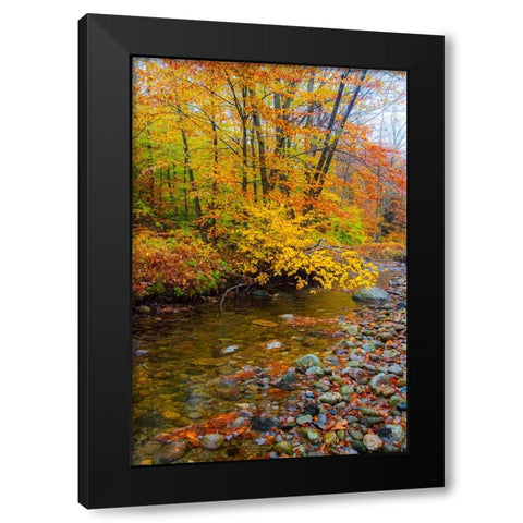 USA-New Hampshire Autumn colors on Maple-Beech trees along the edge of the river Black Modern Wood Framed Art Print with Double Matting by Gulin, Sylvia