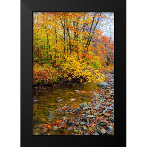 USA-New Hampshire Autumn colors on Maple-Beech trees along the edge of the river Black Modern Wood Framed Art Print by Gulin, Sylvia
