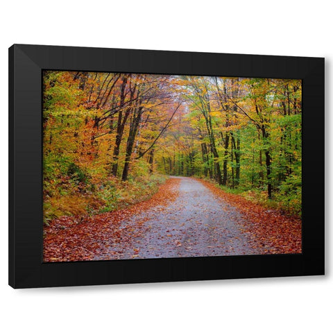 USA-New Hampshire-Sugar Hill wet and foggy morning along roadway in Autumn colors Black Modern Wood Framed Art Print with Double Matting by Gulin, Sylvia