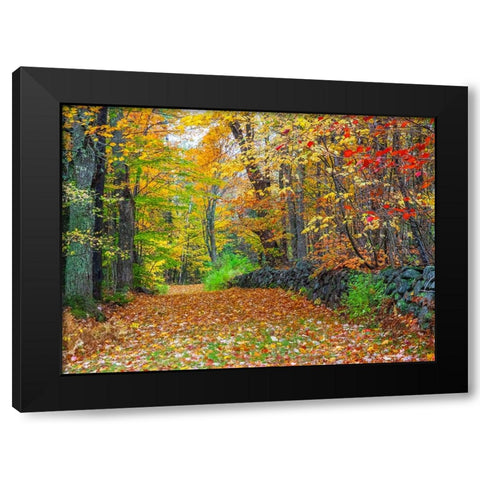 USA-New Hampshire leaf covered lane Autumn colors and stone fence Black Modern Wood Framed Art Print with Double Matting by Gulin, Sylvia
