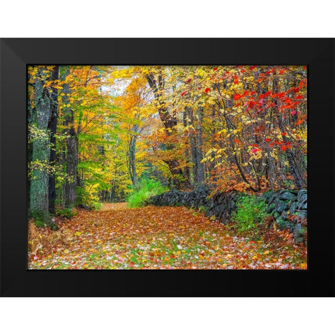 USA-New Hampshire leaf covered lane Autumn colors and stone fence Black Modern Wood Framed Art Print by Gulin, Sylvia