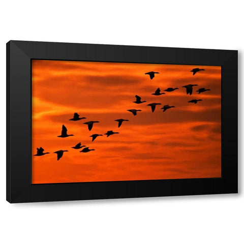 NJ, Cape May Flying birds silhouetted at sunrise Black Modern Wood Framed Art Print with Double Matting by OBrien, Jay