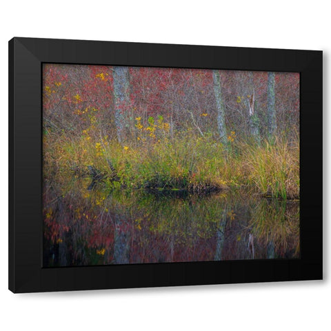 New Jersey-Wharton State Forest Forest reflections in pond  Black Modern Wood Framed Art Print by Jaynes Gallery