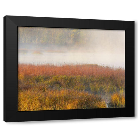 New Jersey-Pine Barrens March grasses and fog at sunrise  Black Modern Wood Framed Art Print with Double Matting by Jaynes Gallery