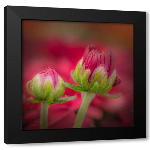 New Jersey-Rio Grande Close-up of carnation flower buds in garden  Black Modern Wood Framed Art Print with Double Matting by Jaynes Gallery