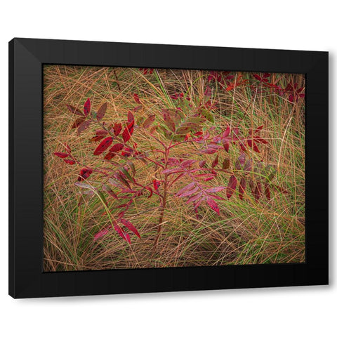 USA-New Jersey-Cape May National Seashore Autumn colors on marsh sapling Black Modern Wood Framed Art Print by Jaynes Gallery