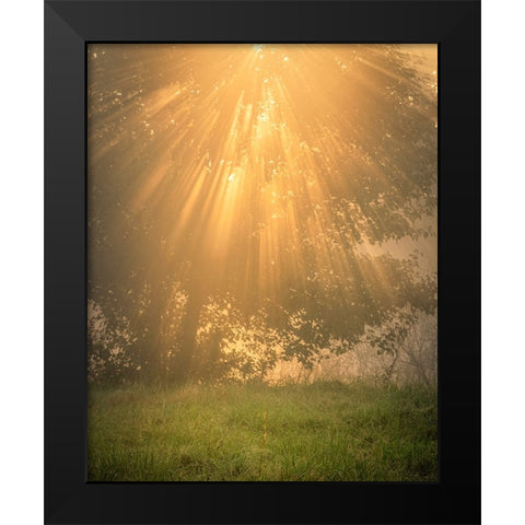 USA-New Jersey-Cape May National Seashore Sunrise sunbeams and tree scenic Black Modern Wood Framed Art Print by Jaynes Gallery