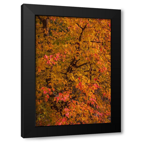 USA-New Jersey-Cape May Tree in autumn foliage Black Modern Wood Framed Art Print by Jaynes Gallery
