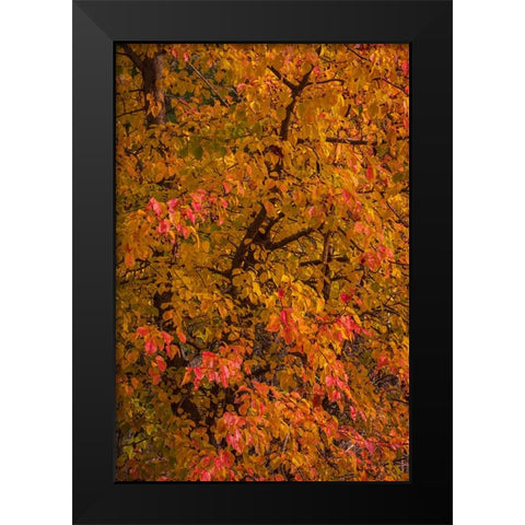 USA-New Jersey-Cape May Tree in autumn foliage Black Modern Wood Framed Art Print by Jaynes Gallery