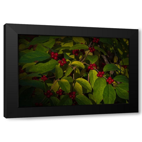 USA-New Jersey-Cape May Close-up of green leaves and red berries Black Modern Wood Framed Art Print with Double Matting by Jaynes Gallery