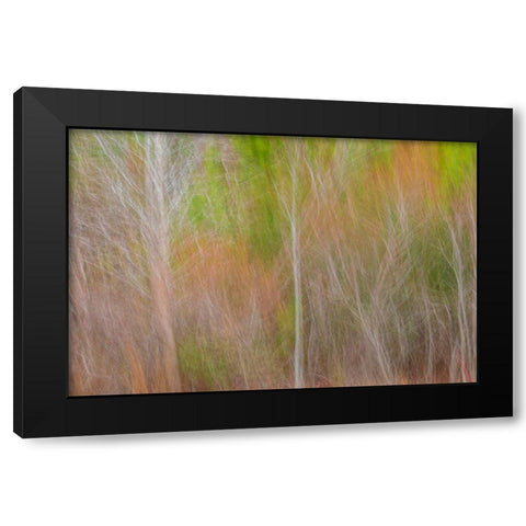 USA-New Jersey-Cape May Abstract of trees in autumn foliage Black Modern Wood Framed Art Print with Double Matting by Jaynes Gallery