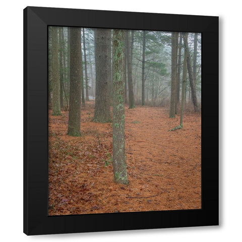 USA-New Jersey-Pine Barrens National Preserve Foggy forest landscape Black Modern Wood Framed Art Print by Jaynes Gallery