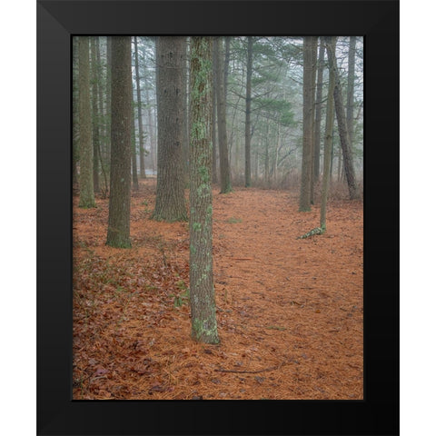 USA-New Jersey-Pine Barrens National Preserve Foggy forest landscape Black Modern Wood Framed Art Print by Jaynes Gallery