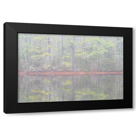 USA-New Jersey-Pine Barrens National Preserve Foggy forest landscape reflects in lake Black Modern Wood Framed Art Print with Double Matting by Jaynes Gallery