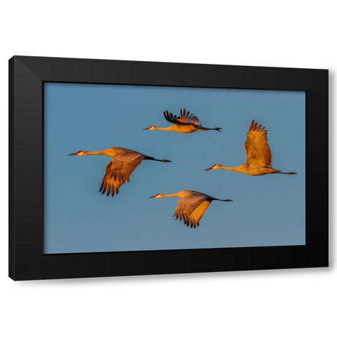 Sandhill crane flying Bosque del Apache National Wildlife Refuge-New Mexico Black Modern Wood Framed Art Print by Jones, Adam