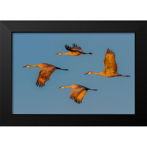 Sandhill crane flying Bosque del Apache National Wildlife Refuge-New Mexico Black Modern Wood Framed Art Print by Jones, Adam