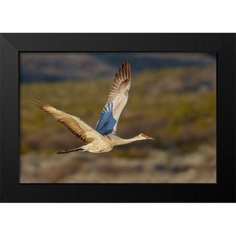 Sandhill crane flying Bosque del Apache National Wildlife Refuge-New Mexico Black Modern Wood Framed Art Print by Jones, Adam