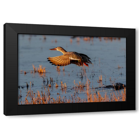 Female Northern shoveler flying Bosque del Apache National Wildlife Refuge-New Mexico Black Modern Wood Framed Art Print with Double Matting by Jones, Adam