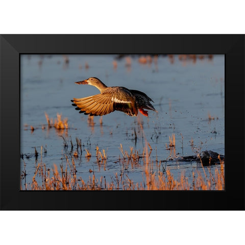 Female Northern shoveler flying Bosque del Apache National Wildlife Refuge-New Mexico Black Modern Wood Framed Art Print by Jones, Adam