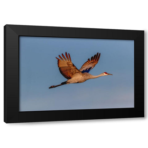 Sandhill crane flying Bosque del Apache National Wildlife Refuge-New Mexico Black Modern Wood Framed Art Print with Double Matting by Jones, Adam