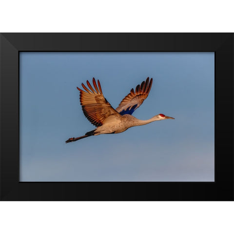 Sandhill crane flying Bosque del Apache National Wildlife Refuge-New Mexico Black Modern Wood Framed Art Print by Jones, Adam