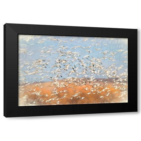 Painting effect on snow geese flying Bosque del Apache National Wildlife Refuge-New Mexico Black Modern Wood Framed Art Print by Jones, Adam